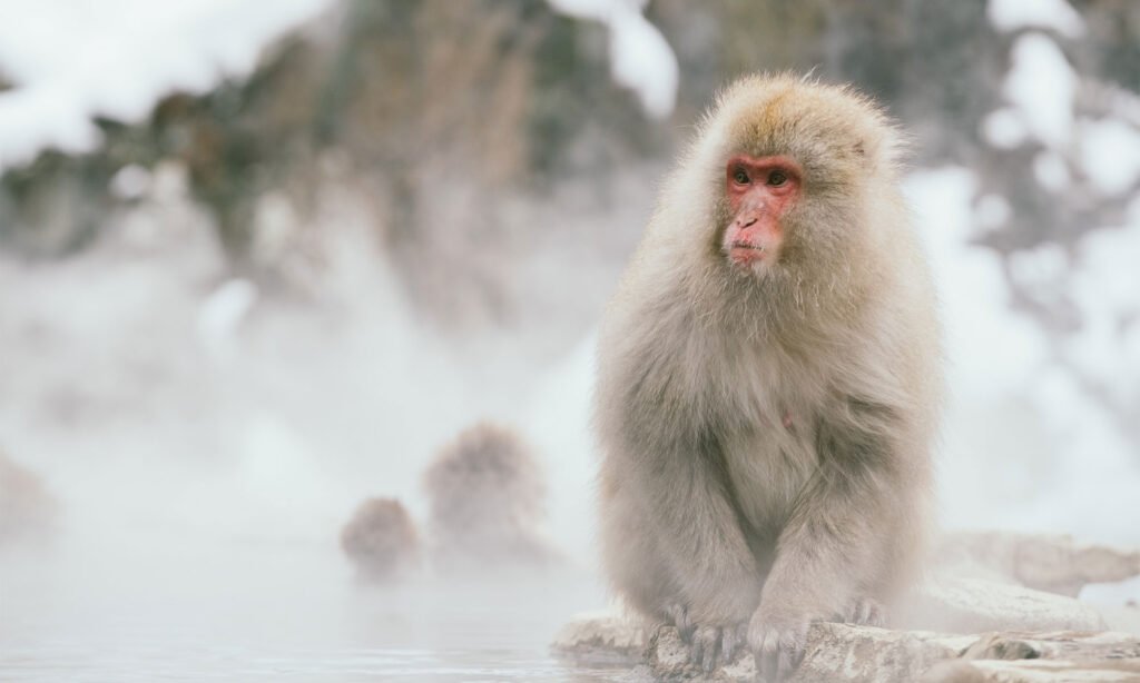 Macaque monkey